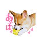 リリー コーギー犬♡使いやす挨拶スタンプ（個別スタンプ：10）