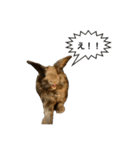 うさぎのサンとノア(日本語)（個別スタンプ：1）