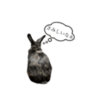 うさぎのサンとノア(日本語)（個別スタンプ：2）