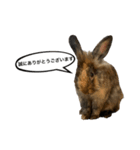 うさぎのサンとノア(日本語)（個別スタンプ：3）