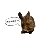 うさぎのサンとノア(日本語)（個別スタンプ：4）