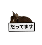 うさぎのサンとノア(日本語)（個別スタンプ：5）