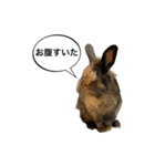 うさぎのサンとノア(日本語)（個別スタンプ：6）