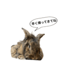 うさぎのサンとノア(日本語)（個別スタンプ：7）
