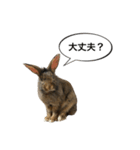 うさぎのサンとノア(日本語)（個別スタンプ：9）