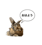 うさぎのサンとノア(日本語)（個別スタンプ：10）