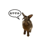うさぎのサンとノア(日本語)（個別スタンプ：11）
