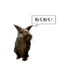 うさぎのサンとノア(日本語)（個別スタンプ：12）