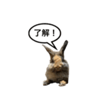 うさぎのサンとノア(日本語)（個別スタンプ：13）