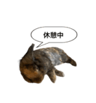 うさぎのサンとノア(日本語)（個別スタンプ：14）