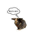 うさぎのサンとノア(日本語)（個別スタンプ：16）