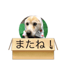 ポポレオン（個別スタンプ：4）