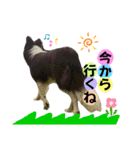 ボーダーコリー『そら』（個別スタンプ：1）