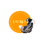 ボーダーコリー『そら』（個別スタンプ：2）