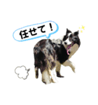 ボーダーコリー『そら』（個別スタンプ：5）