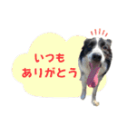 ボーダーコリー『そら』（個別スタンプ：8）