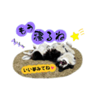 ボーダーコリー『そら』（個別スタンプ：9）