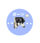 ボーダーコリー『そら』（個別スタンプ：10）