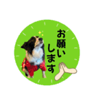 ボーダーコリー『そら』（個別スタンプ：12）