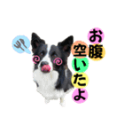 ボーダーコリー『そら』（個別スタンプ：15）
