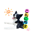 ボーダーコリー『そら』（個別スタンプ：17）