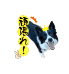 ボーダーコリー『そら』（個別スタンプ：18）