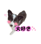 ボーダーコリー『そら』（個別スタンプ：21）