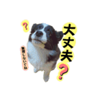 ボーダーコリー『そら』（個別スタンプ：24）