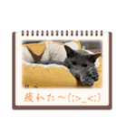 にゃんこの日常8（個別スタンプ：2）