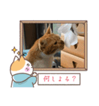 にゃんこの日常8（個別スタンプ：3）