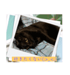 にゃんこの日常8（個別スタンプ：7）