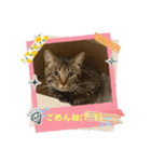 にゃんこの日常8（個別スタンプ：9）