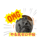 にゃんこの日常8（個別スタンプ：13）