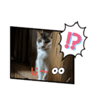 にゃんこの日常8（個別スタンプ：14）