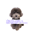 TOYNICO（個別スタンプ：5）