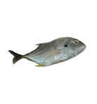 食品シリーズ : 魚 (さかな / うお)（個別スタンプ：1）