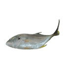 食品シリーズ : 魚 (さかな / うお)（個別スタンプ：2）