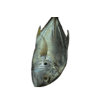 食品シリーズ : 魚 (さかな / うお)（個別スタンプ：4）