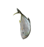 食品シリーズ : 魚 (さかな / うお)（個別スタンプ：5）