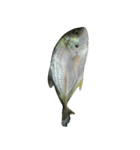 食品シリーズ : 魚 (さかな / うお)（個別スタンプ：6）
