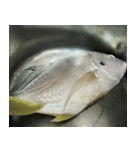 食品シリーズ : 魚 (さかな / うお)（個別スタンプ：8）