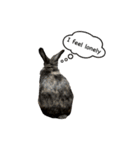 うさぎのサンとノア(英語)（個別スタンプ：2）