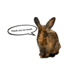 うさぎのサンとノア(英語)（個別スタンプ：3）