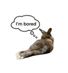 うさぎのサンとノア(英語)（個別スタンプ：8）