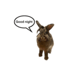 うさぎのサンとノア(英語)（個別スタンプ：11）
