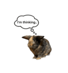 うさぎのサンとノア(英語)（個別スタンプ：16）
