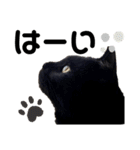 ねこのくまちゃんスタンプ（個別スタンプ：1）