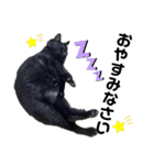 ねこのくまちゃんスタンプ（個別スタンプ：4）