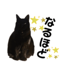 ねこのくまちゃんスタンプ（個別スタンプ：7）
