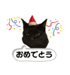 ねこのくまちゃんスタンプ（個別スタンプ：10）